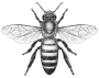 bee 01