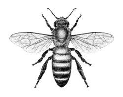 bee 02