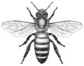 bee 04