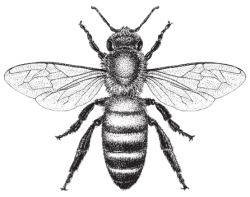 bee 05