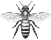 bee 06